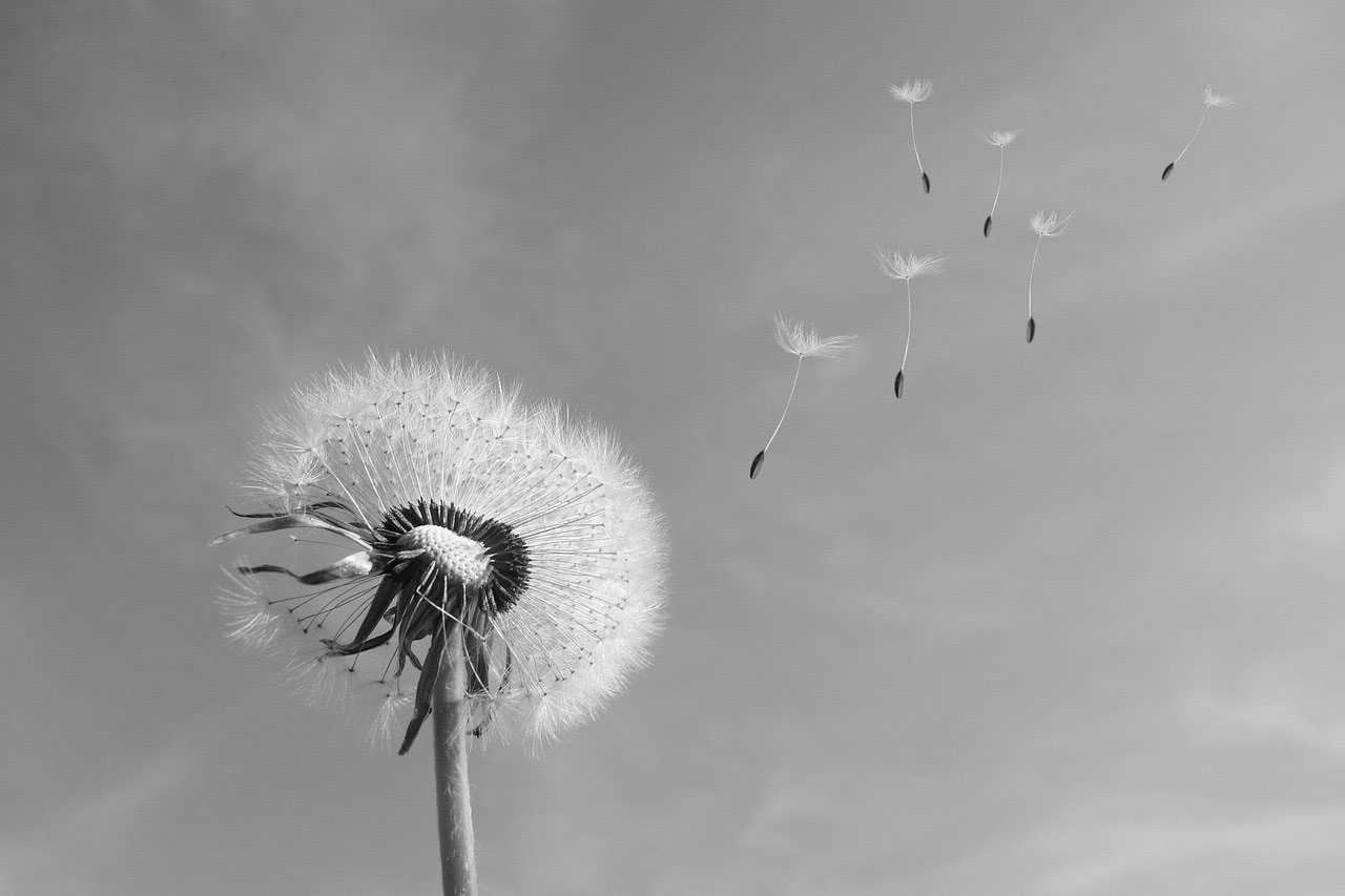 Pollen allergy: causes and symptoms