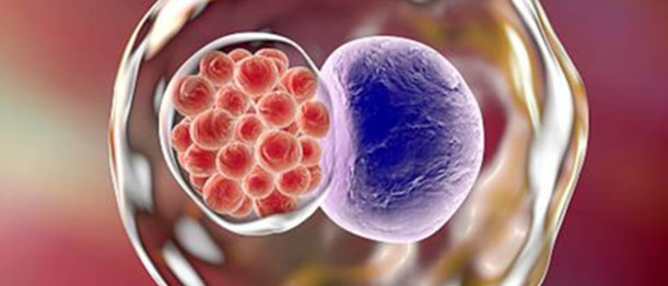 Chlamydia: Symptômes Dépistage Et Traitement