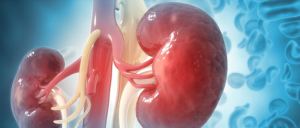 Understanding Kidney Health